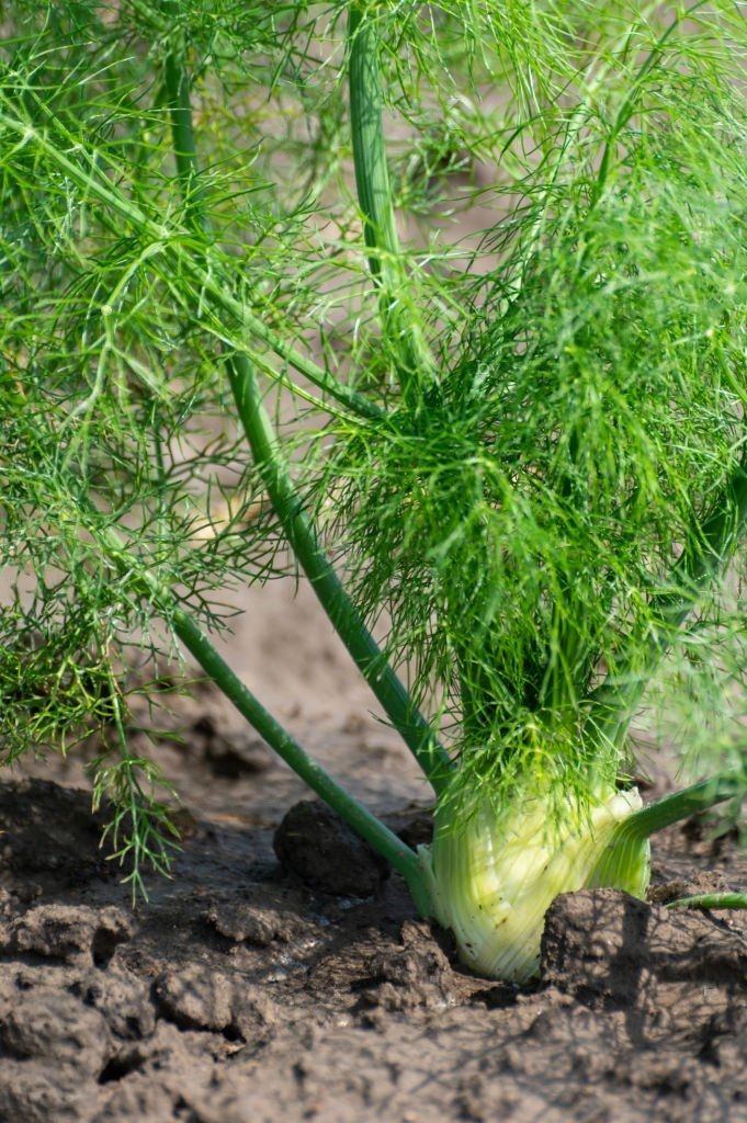 Fenkoli on sekä maku- että lääkeyrtti 